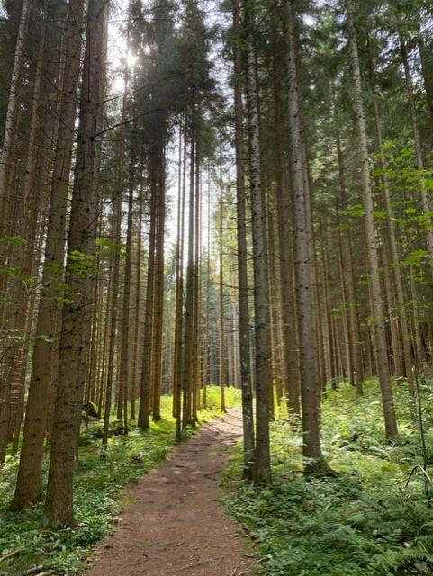 Der Wald macht den Menschen gesund  | Foto: Weninger