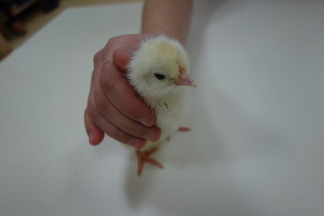 Nach 21 Tagen war es so weit und die Küken schlüpften. | Foto: Pfarrcaritas-Kindergarten St.Berthold