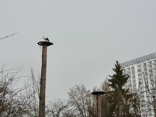 In Schwindelerregender Höhe  gefällt es dem Storch besonders!