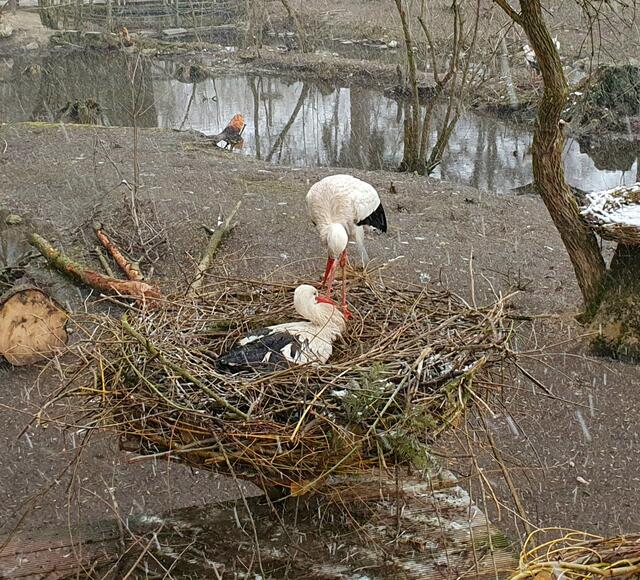 Die Störche im Nest beim Schnäbeln und Brüten