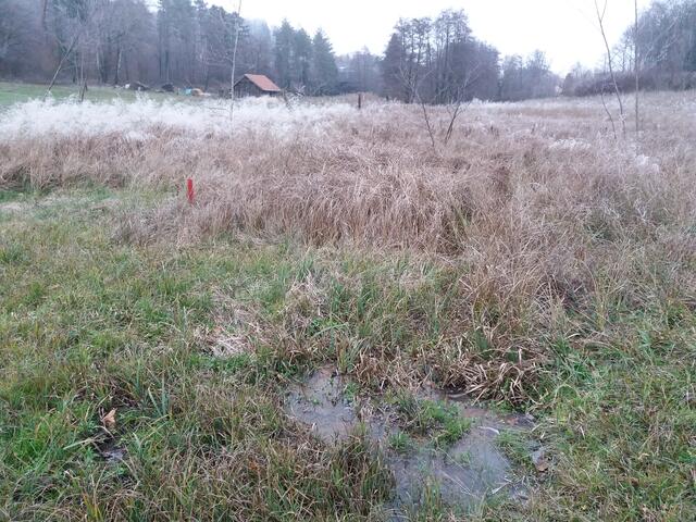 "In Ritzing befindet sich eine Feuchtwiese. Nun soll ein Hochwasserschutzdamm auf dieser Wiese gebaut werden, durch die ein kleines Bächlein führt. Man befürchtet, dass bei einem "100-jährigen Hochwasser " die Wiese überflutet werden würde", berichtet Familie Lackinger. | Foto: Papst-Lackinger