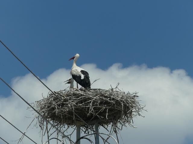 In Rust klappern schon die Störche