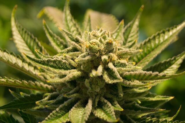 Die Murauer sollen Marihuana verkauft haben. | Foto: pixabay