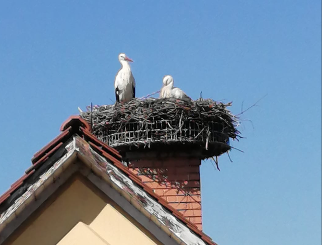 Die Störche sind wieder in Wettmannstätten gelandet.