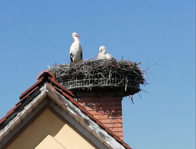 Die Störche sind wieder in Wettmannstätten gelandet.  | Foto: Marktgemeinde Wettmannstätten