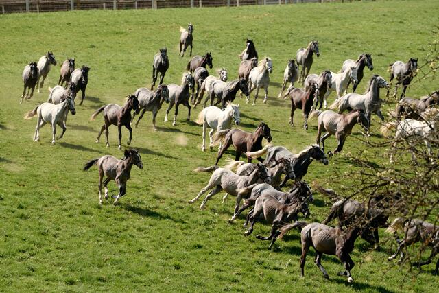 Das Lipizzanergestüt Piber bekommt ein hochmodernes Museum, wo Digitales eine große Rolle spielt.