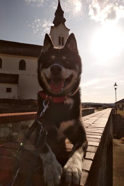 Foto: Copyright Finn the klee kai