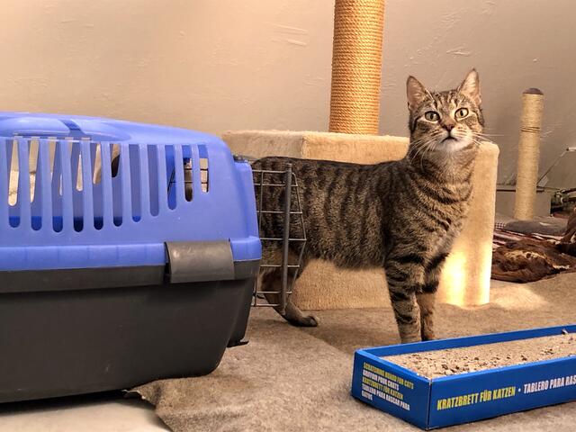 Die junge Katzendame Rosi ist gerade ins Tierheim eingezogen und bekundet die neue Umgebung.  | Foto: Michalka