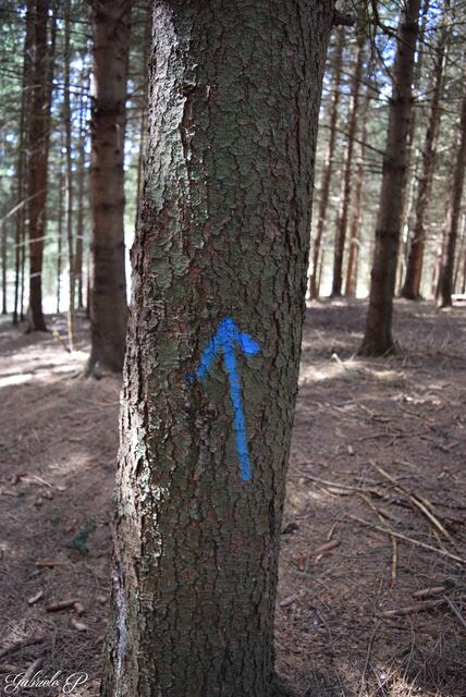 Wegweiser mal anders  | Foto: Gabriele P.