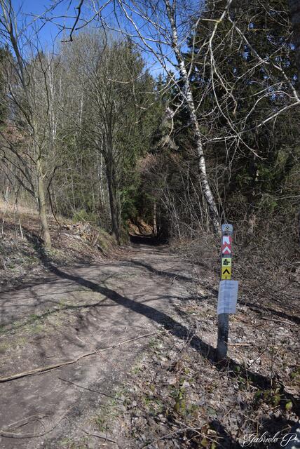 Einmal in den Wald hinein  | Foto: Gabriele P. 