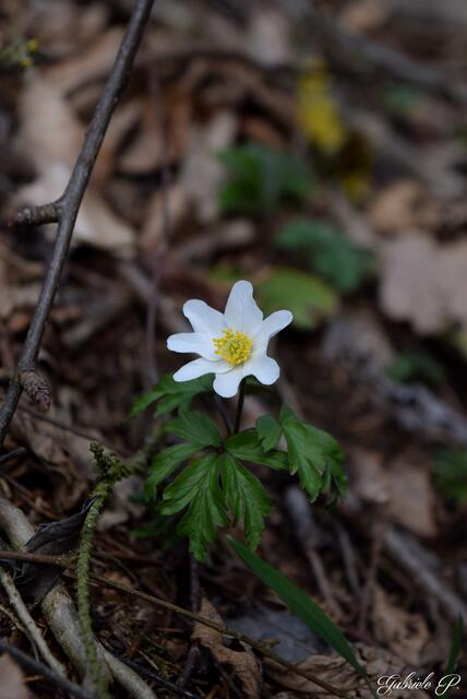 Zarte Blumen findet man am Wegesrand  | Foto: Gabriele P. 
