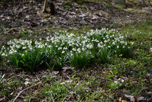 Der Frühling ist überall  | Foto: Gabriele P.
