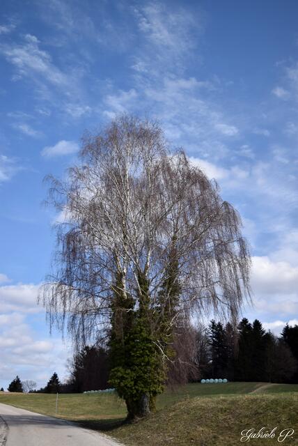 3 weiße Birken naja nicht mehr ganz
Efeu sei Dank ;)  | Foto: Gabriele P. 