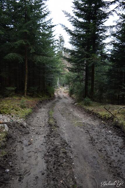 Waldweg  | Foto: Gabriele P.