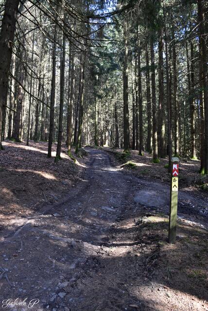 Einmal steil bergauf bitte  | Foto: Gabriele P. 