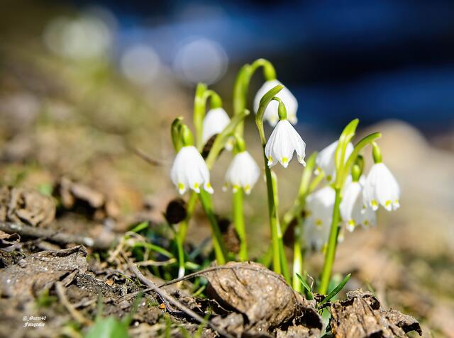 ...........die Märzenbecher haben es geschafft......