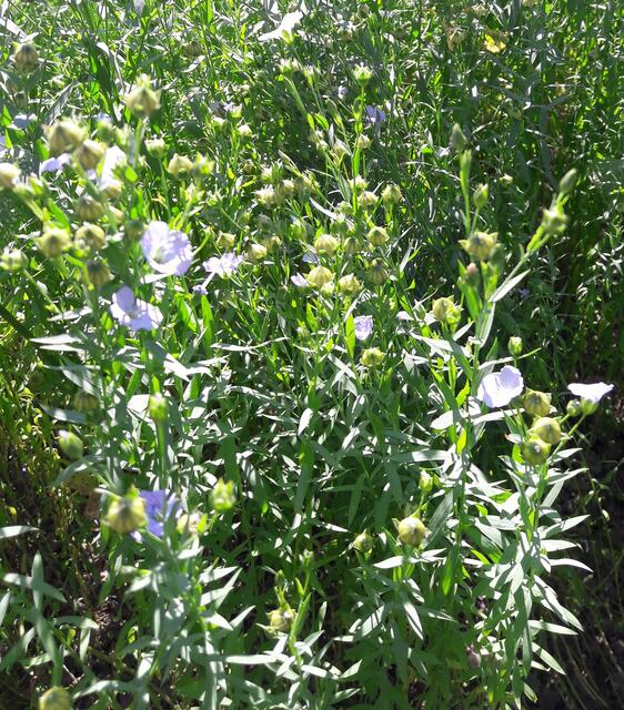 Leinsamenfeld der Familie Ecker in Blüte | Foto: Ecker