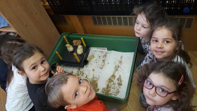 Für die Kinder ist es spannend, die kleinen Kücken zu. beobachten.  | Foto: Kindergarten Frauenstein