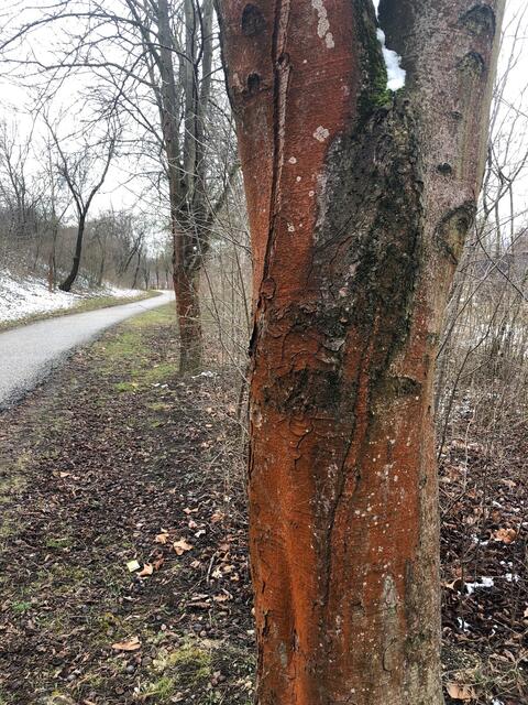 Zwei Augen, eine Nase ....edieser Baum trägt ein Gesicht auf seiner Rinde.