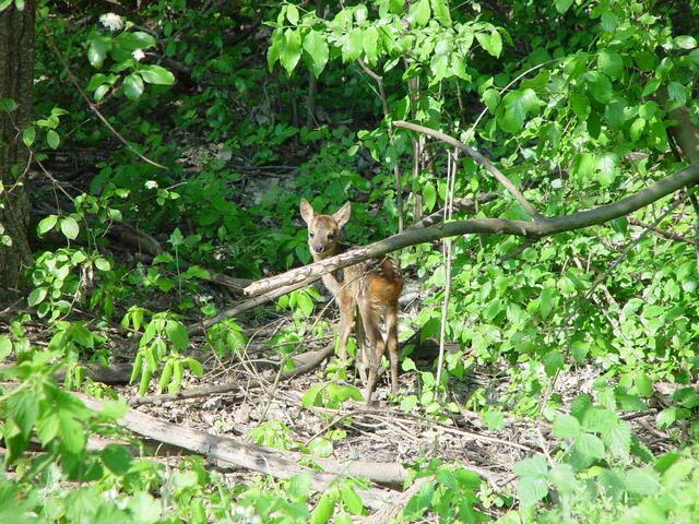 Wildtiere sind keine Kuscheltiere. Gerade im Moment brauchen Bambi und Co. ihre Ruhe, um entspannt aufzuwachsen. | Foto: Forst- und Landwirtschaftsbetrieb der Stadt Wien
