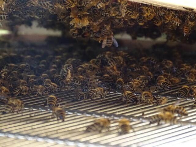 Die Bienen sind schon sehr fleißig und ein Annähern an die Beuten ist nur mit Schutzbekleidung empfohlen.