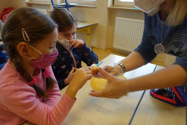 Was ein Ei so alles an Geheimnissen in sich birgt, lernen die Schüler der ersten Klasse der Volksschule Judendorf-Straßengel. 