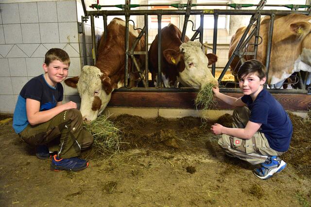 Die Tiere im Stall mit den beherzten Buben. | Foto: Wolfgang Spitzbart