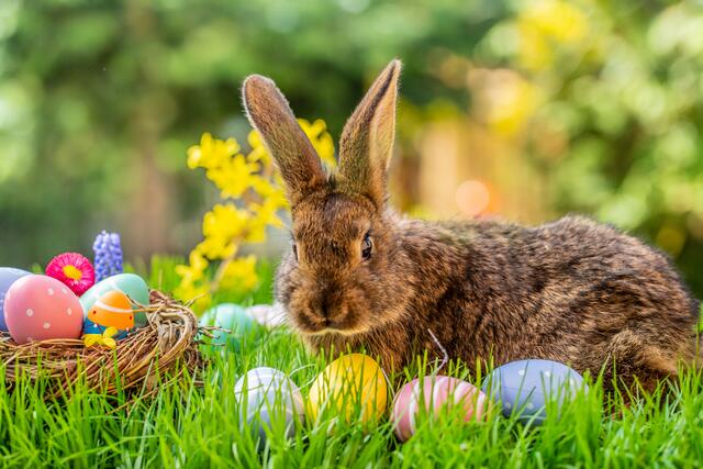 Was wäre das Osterfest ohne den Osterhasen? Das Osternestsuchen hat Tradition. | Foto: stock.adobe.com