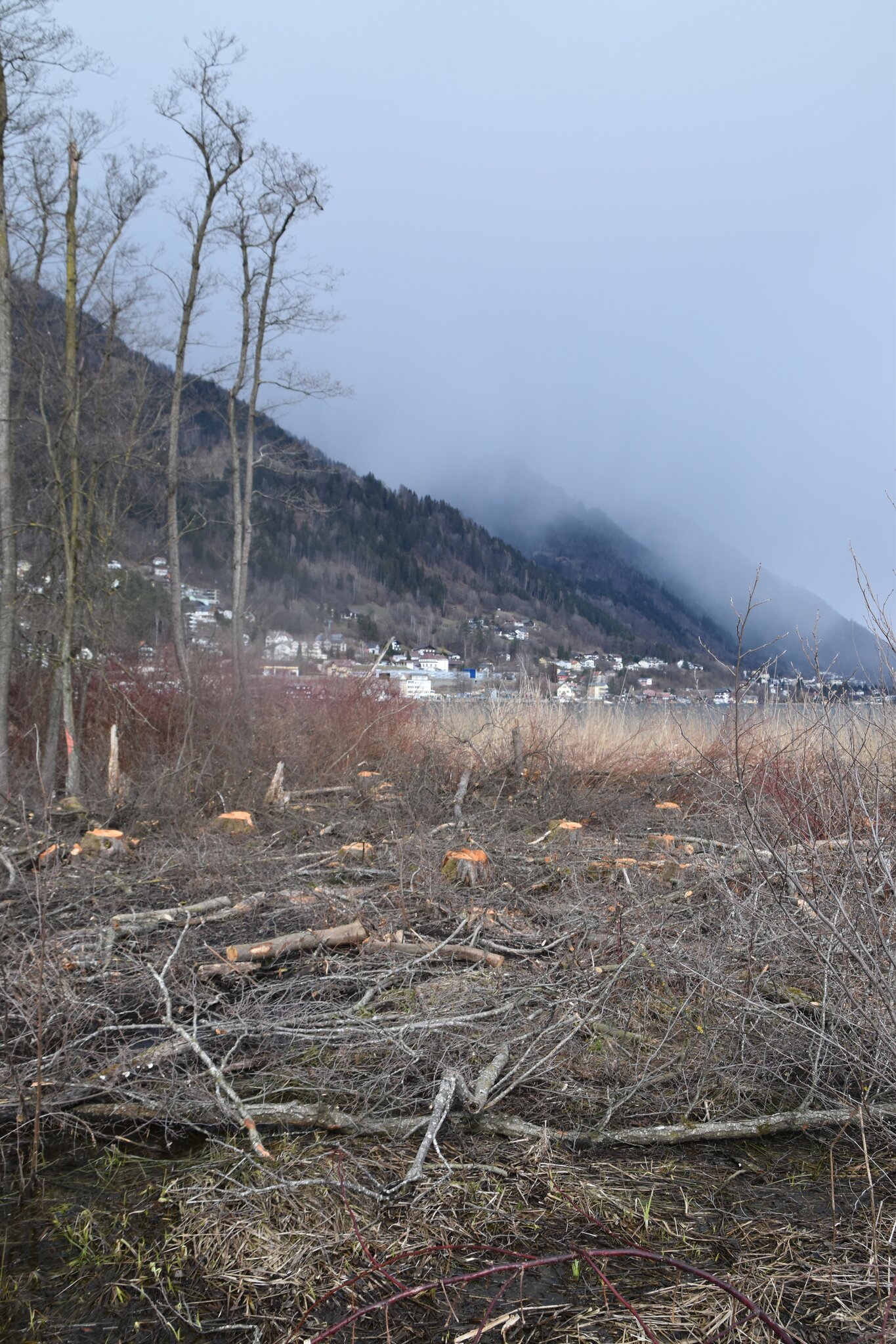 Ossiacher See Holz Schlagerungen Im Schutzgebiet Sorgen Fur Unmut Villach