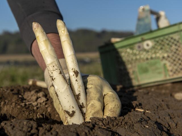 Der erste Spargel der Saison ist in Pupping erhältlich. | Foto: Biohof Berner