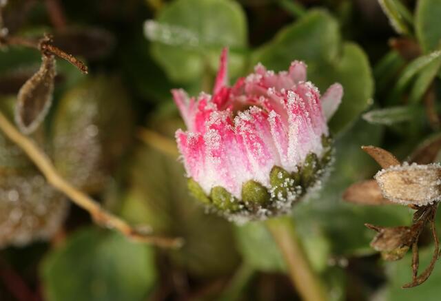 Gänseblümchen im Kristallkleid | Foto: Brigitte Schweda