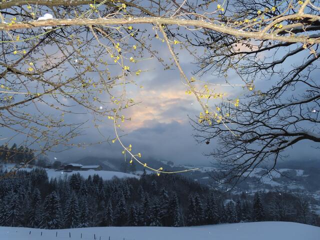 Der Wintereinbruch im März bremst die Blüten der Dirndlstauden(Kornelkirsche) bei Gresten.