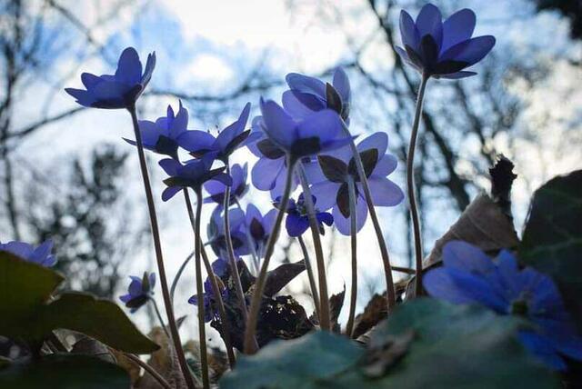 Leberblümchen im Wald von Bad Fischau