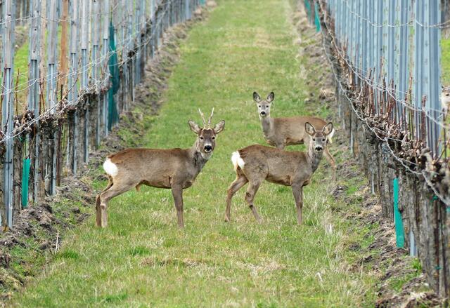 der besonderen Art  in den Weingärten in Tattendorf