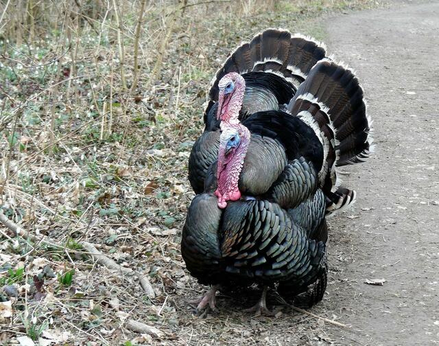 ist eine von der Amerikanischen Wildpute abstammende Putenrasse