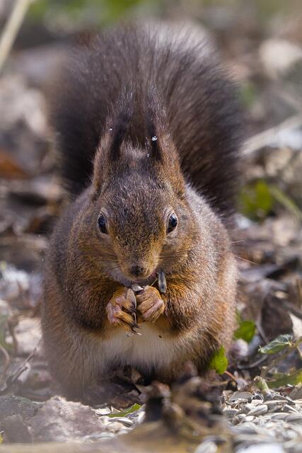 Eichhörnchen im Tullner Wasserpark
