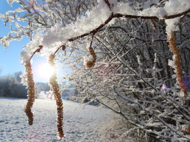 Haselblüte bei Gresten.