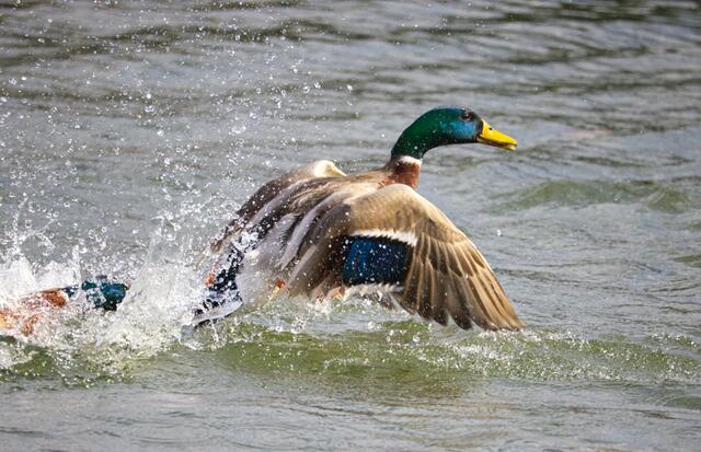 Entenrennen an der Donau. Vom Zweitplazierten sieht man nicht viel..