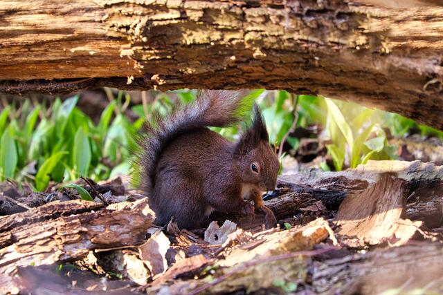 Es ist wütend...schließlich hockt am liegenden Baumstamm über ihm ein anderes Eichhörnchen das gerade genüsslich das erkämpfte Futter knabbert...