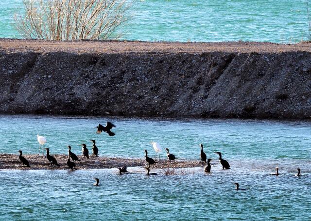 Hungrige Kormorane...