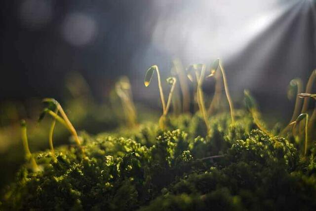 Wenn man genau hinschaut sieht man, dass auch Moos blüht