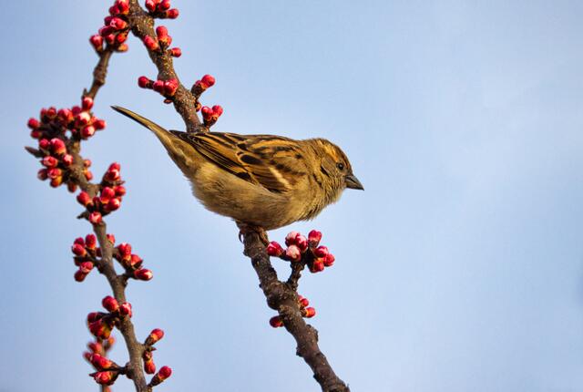 Heute in meinem Garten gesehen..