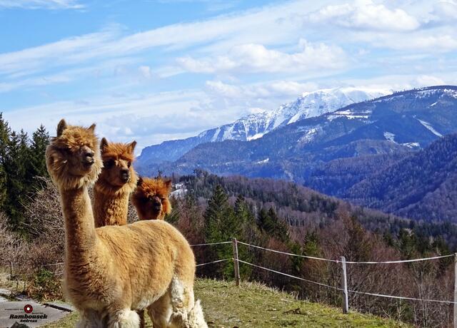 Diese drei Gesellen von der Kappler Alm genießen das herrliche Wetter und die schöne Fernsicht bis zum Ötscher.