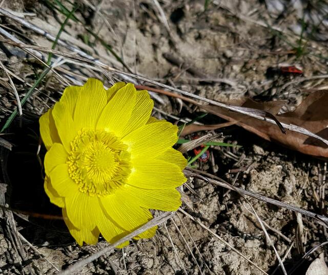 Adonisröschen | Foto: Brigitte Schweda