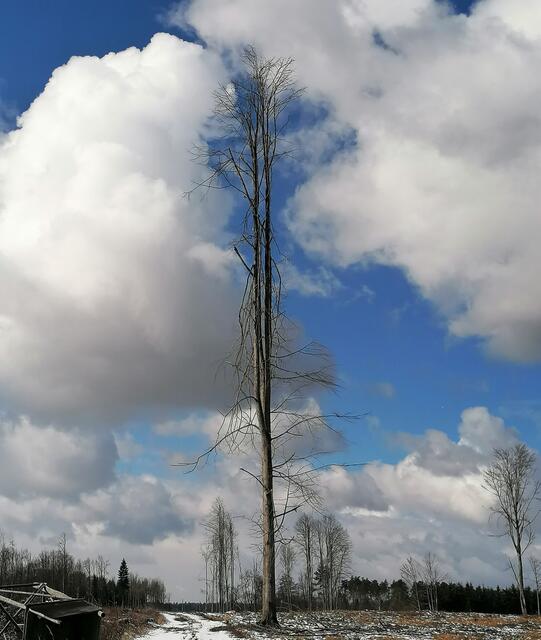 Traurig und einsam steht er da