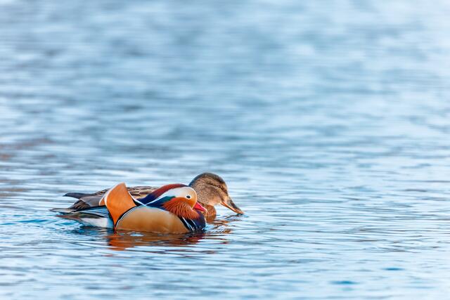 Enten am Harabruckteich