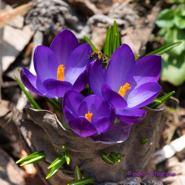 und die ersten Bienen sind schon fleißig | Foto: Peter Kober