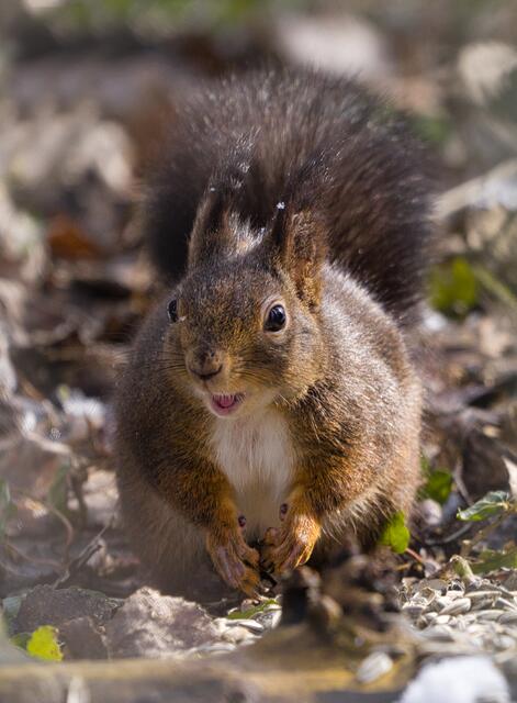 Eichhörnchen im Tullner Wasserpark
