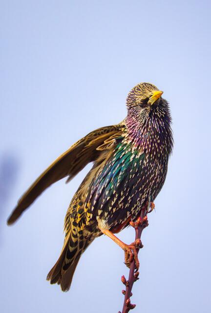 Ein Star auf meinem Marillenbaum XD