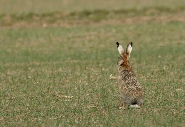 Der Osterhase? | Foto: Brigitte Schweda
